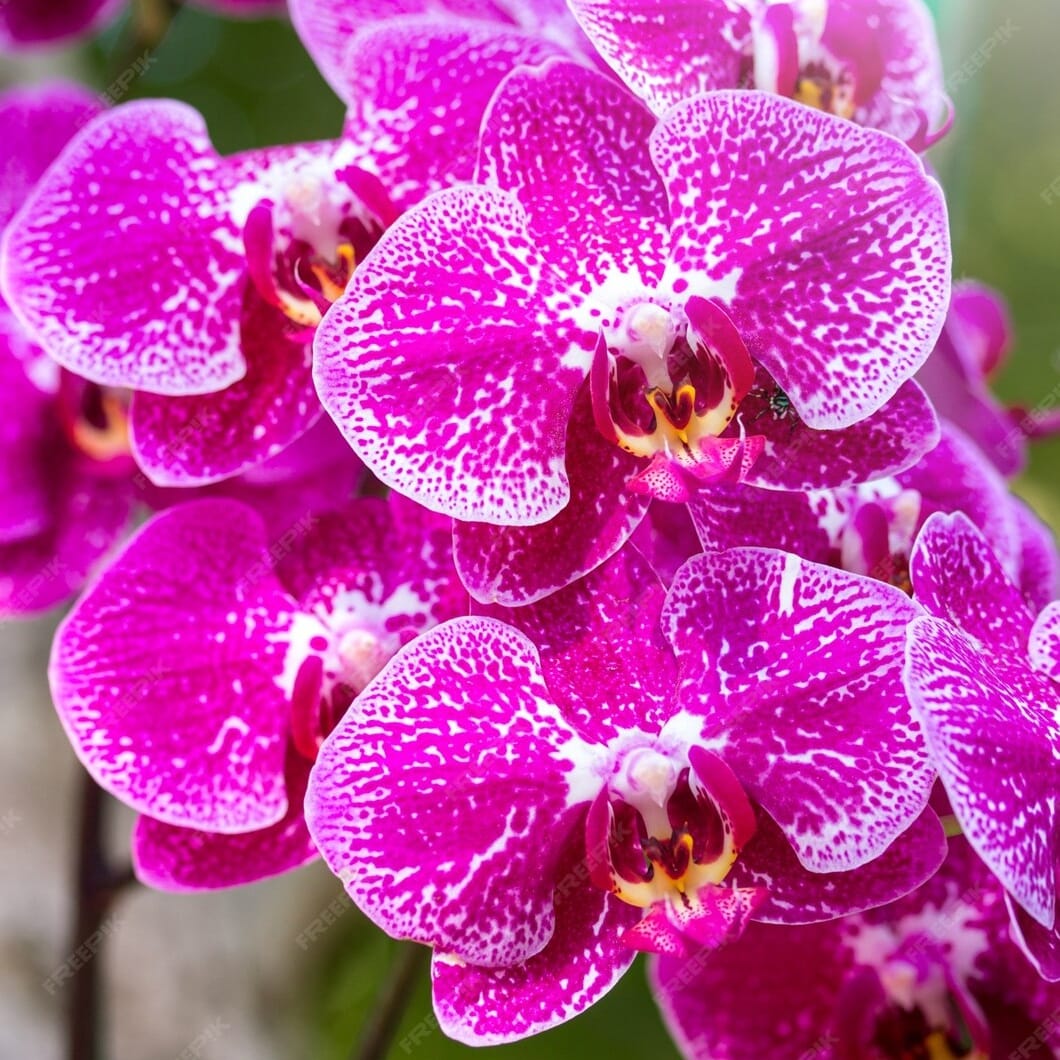 Phalaenopsis Fuller's (Taiwan)