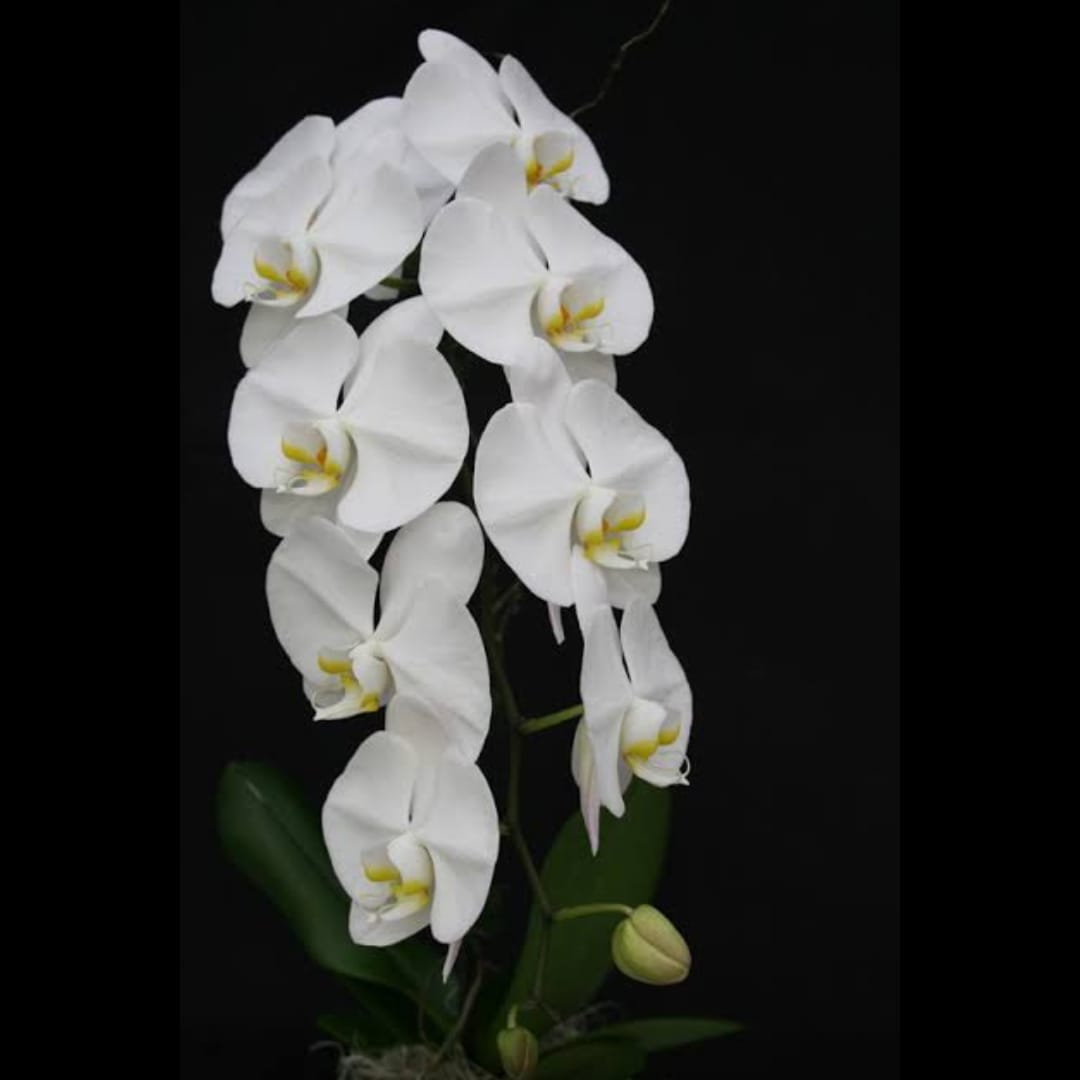 Phalaenopsis Sogo Yukidian-Taiwan (with spike)