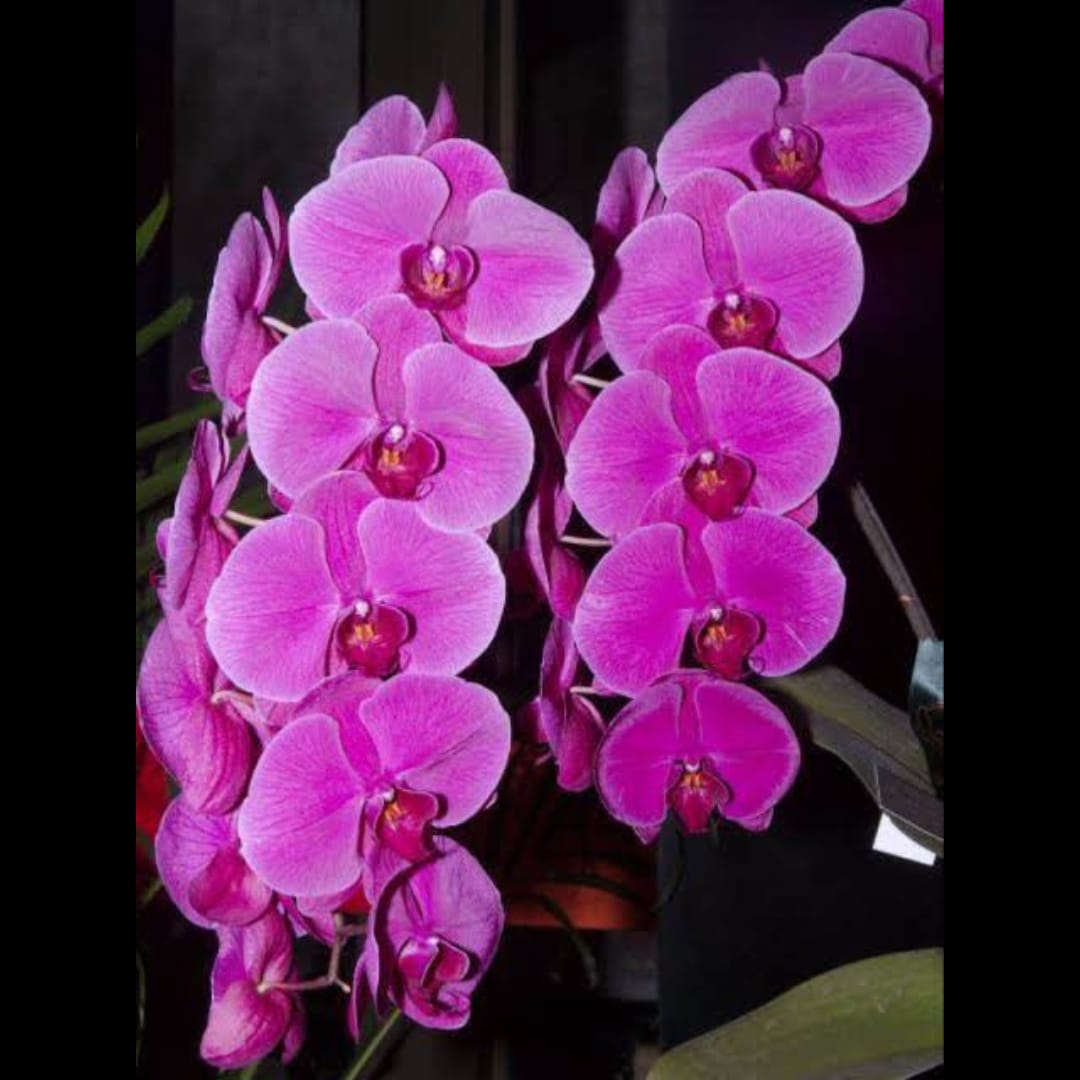 Phalaenopsis Alishan (Taiwan)