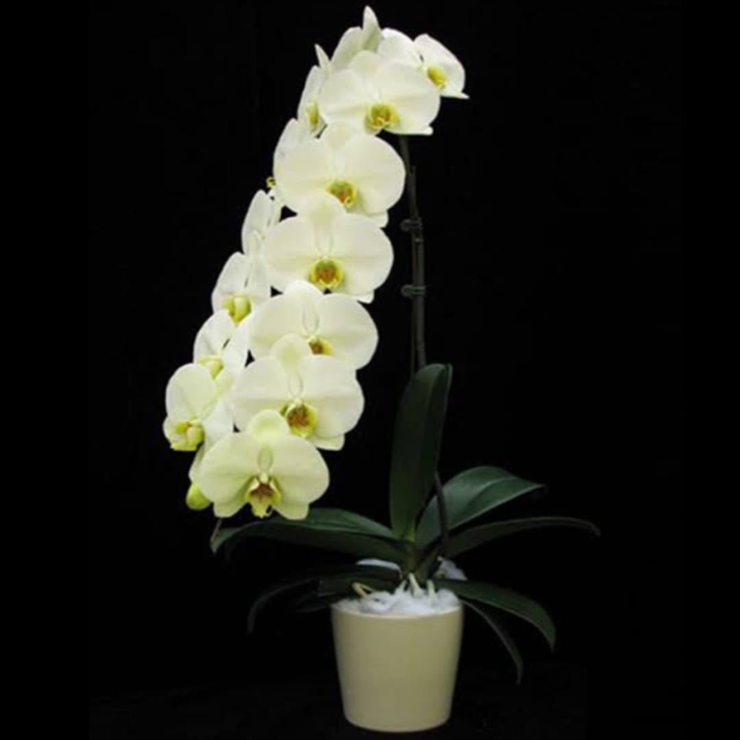 Phalaenopsis Heliodor 'Darwin' (Taiwan)