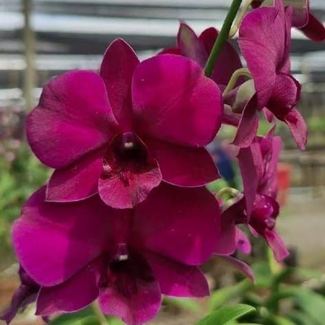 Dendrobium Brazilian Red