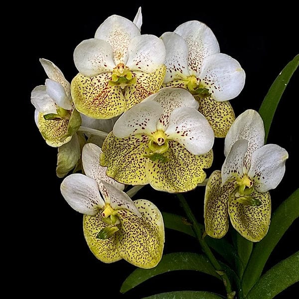 Vanda Thananchai x Vanda Udom Yellow