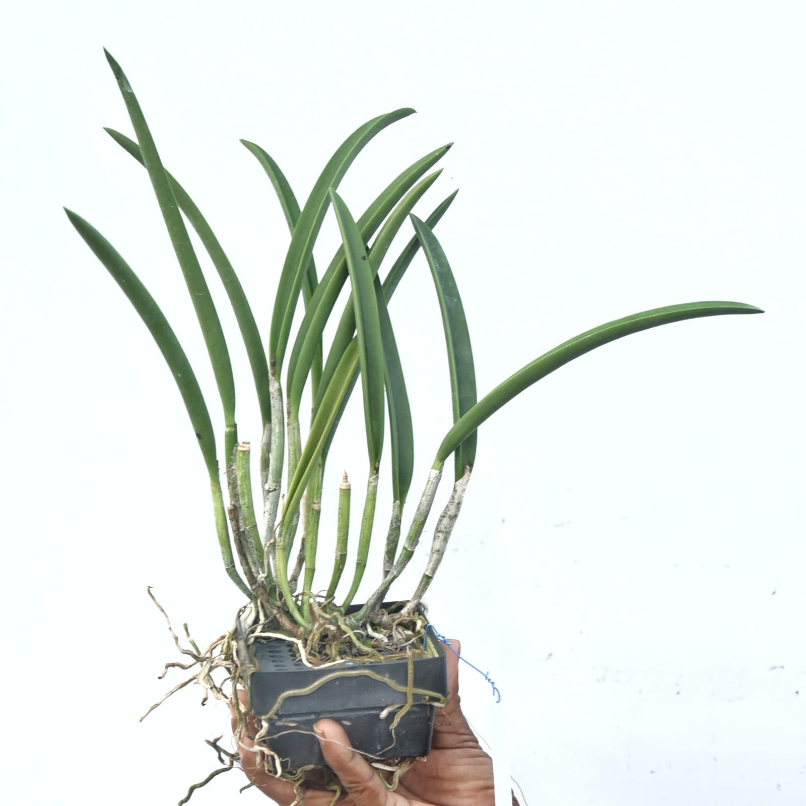 Brassocattleya Jairak Snow