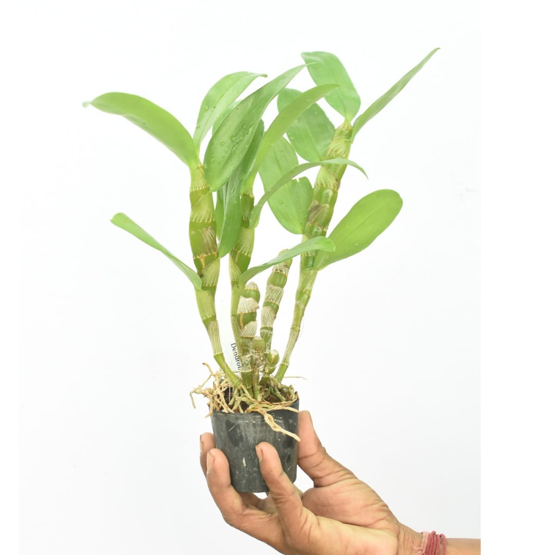 Dendrobium Nobile Truelove