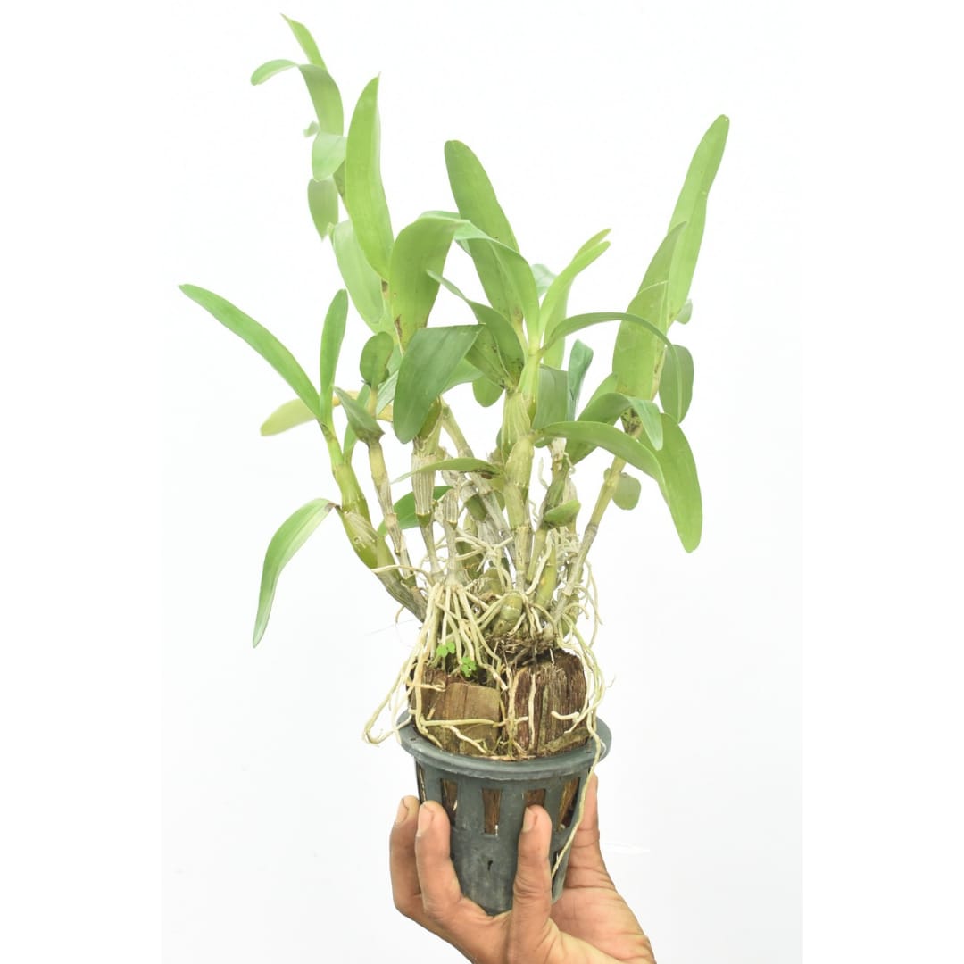 Dendrobium Nobile Yasuko Sugiyama 'Parade'
