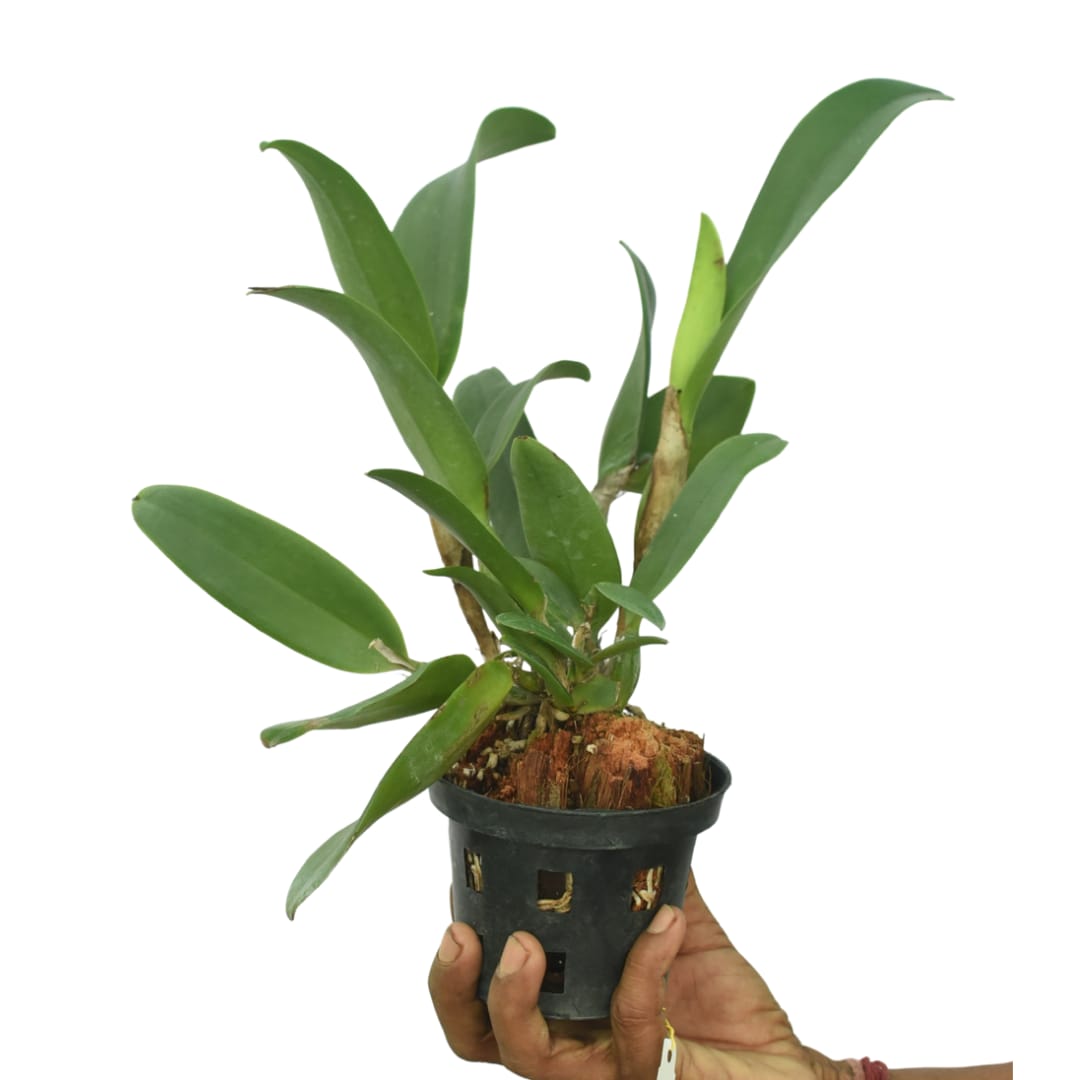 Cattleya Min Red Dragon