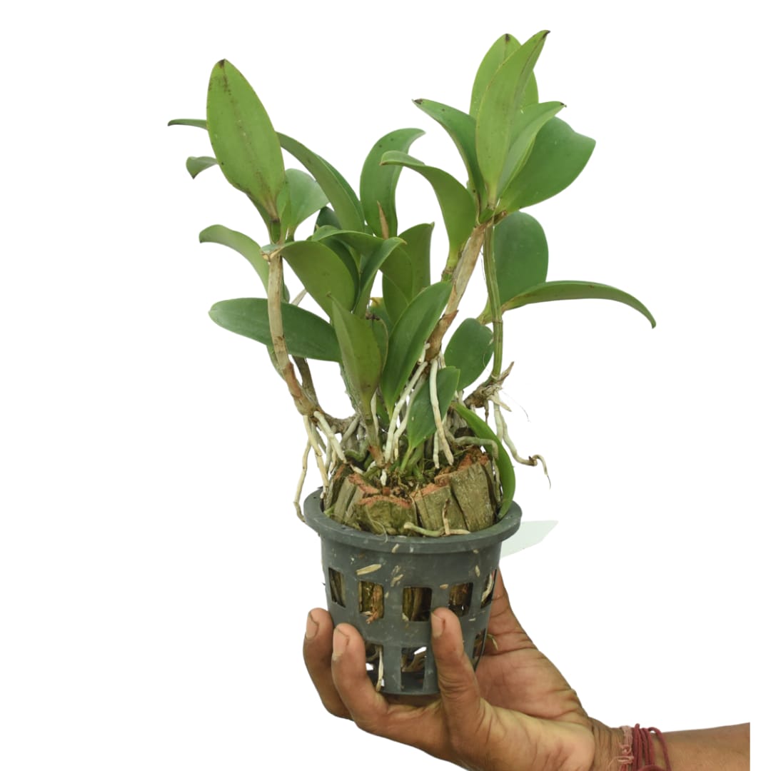 Cattleya Jungle Elf