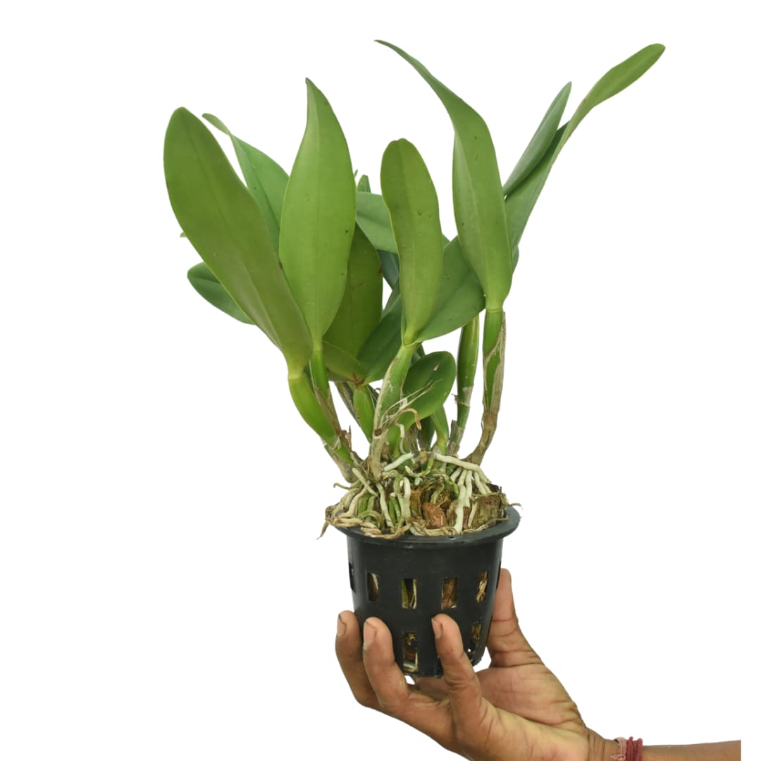 Rhyncholaeliocattleya Sa-Ngob Delight