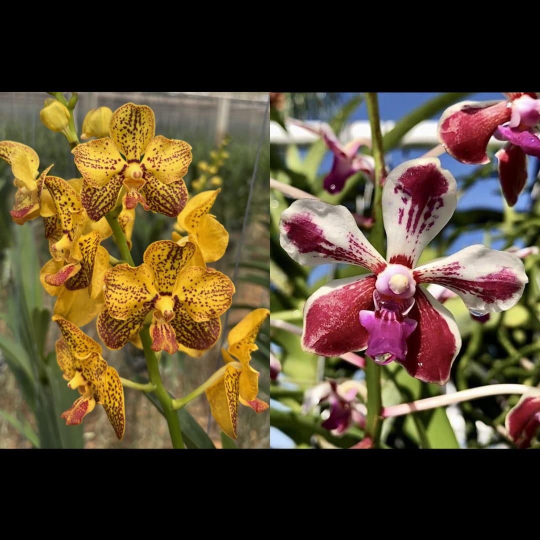Vanda Suwannaphum Butterfly x Loke Hybrid