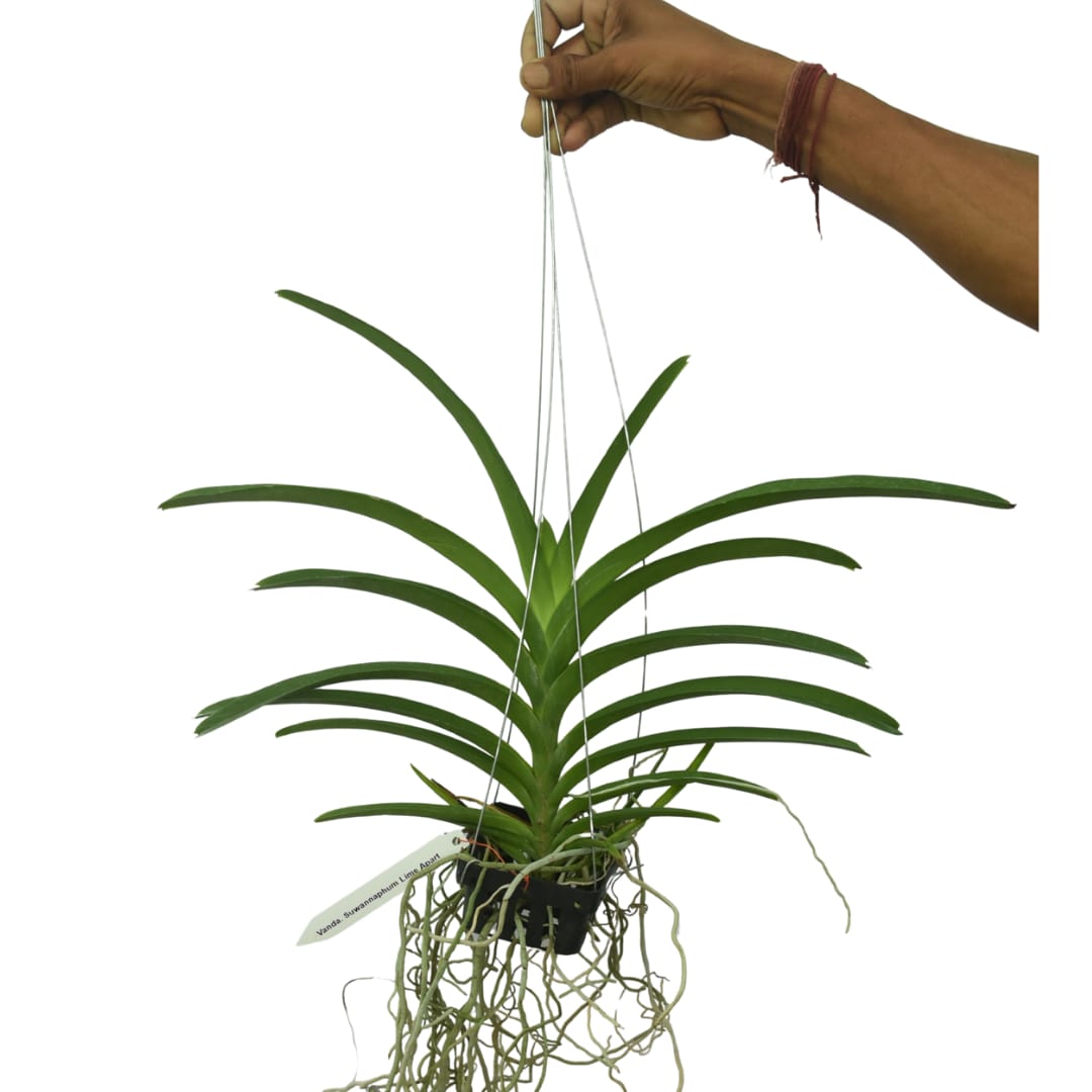 Vanda Suwannaphum Lime Apart