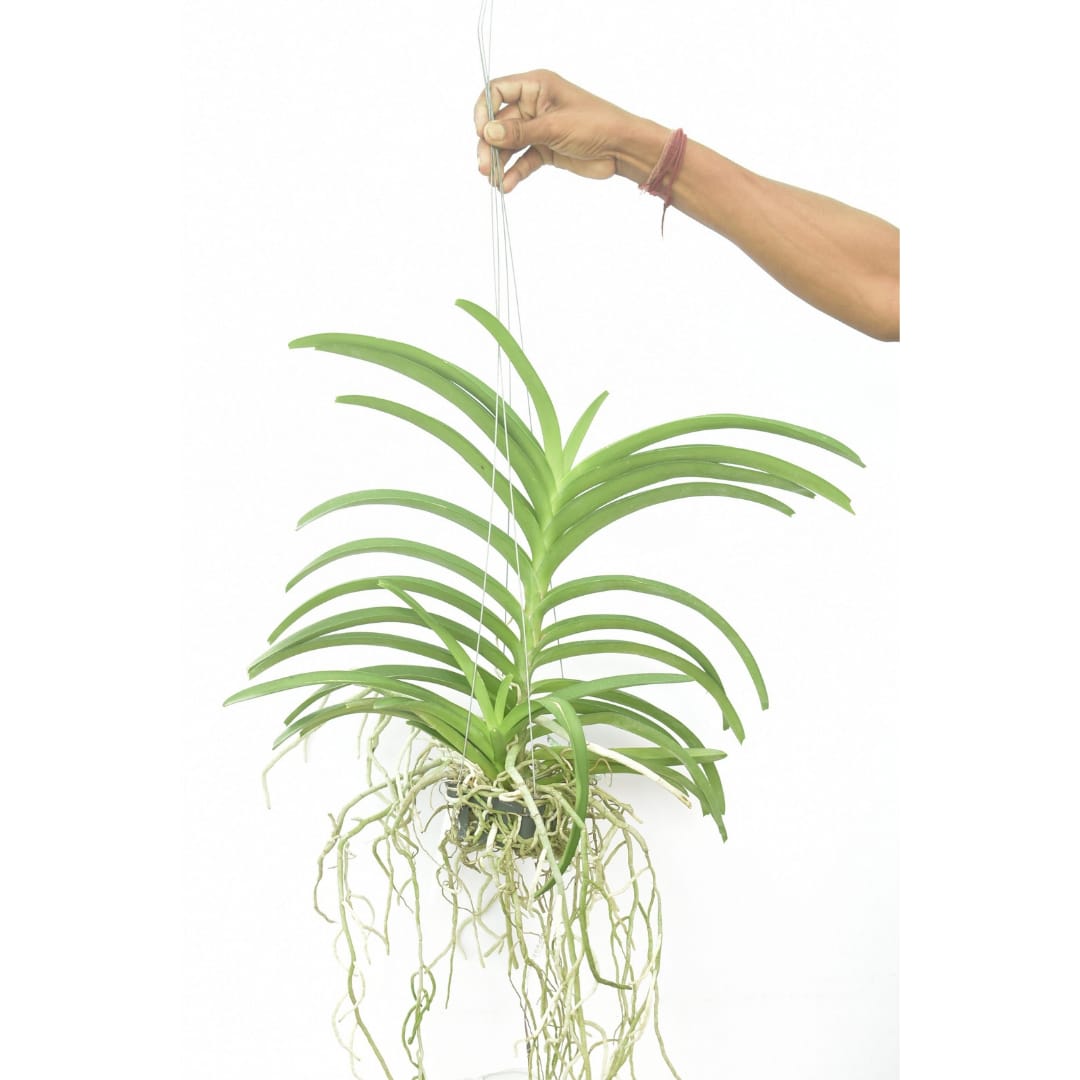 Vanda M. V. Tannins