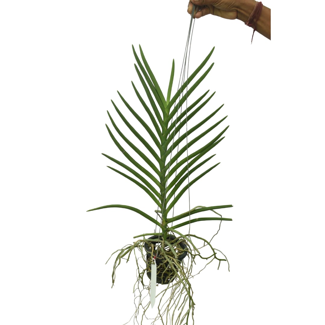 Vanda  Lilacina x Coerulea