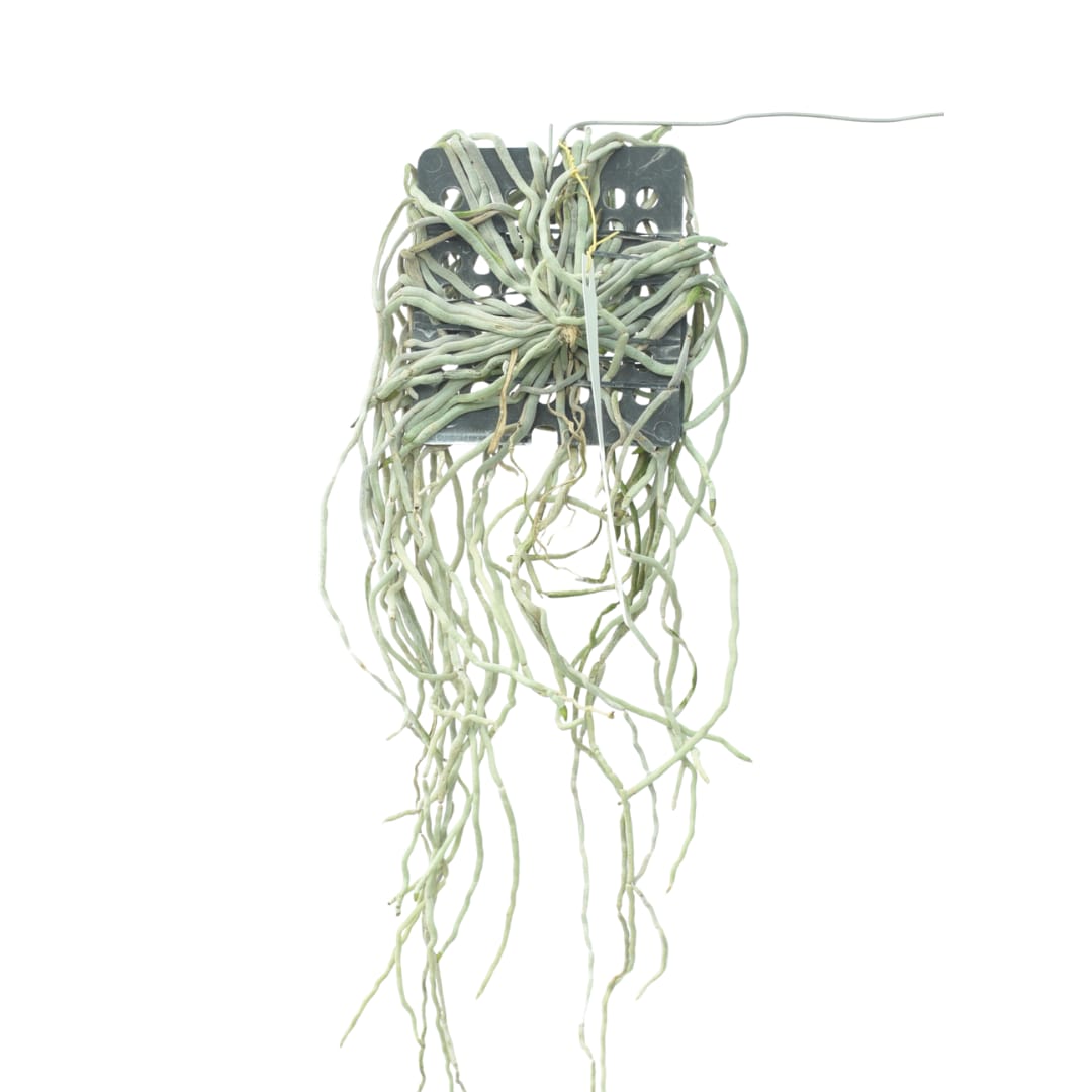 Chiloschista parishii 'Suanphueng' 