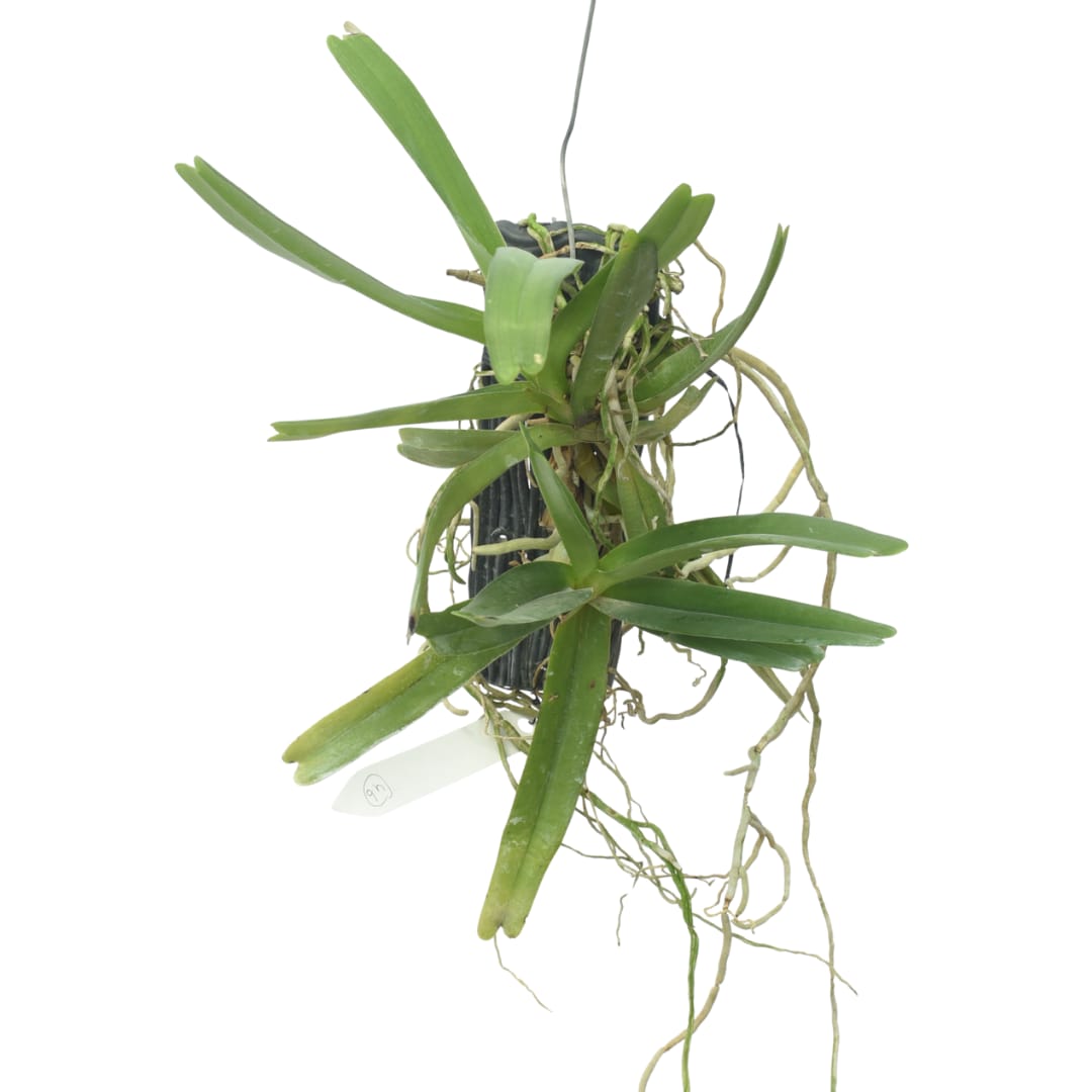 Cleisostoma lanatum