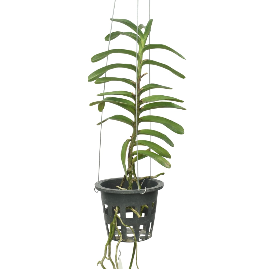 Christensoniana Vietnamica