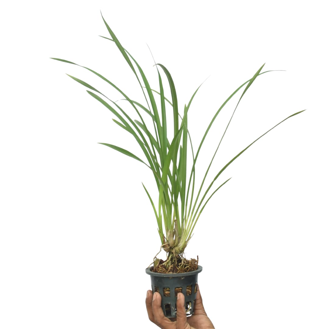 Cymbidium Dayanum Red