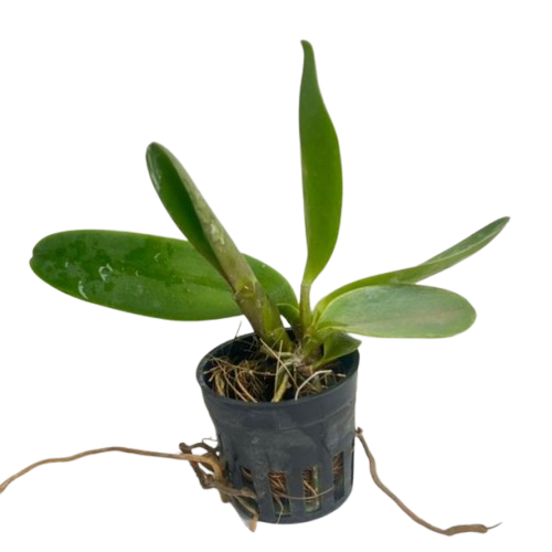 Rhyncholaeliocattleya Nakornchaisri Red