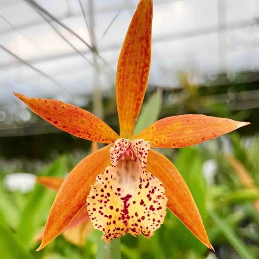 Cattleya Rustic Sport