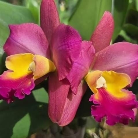 Rhyncattleanthe Pinyo Panboy