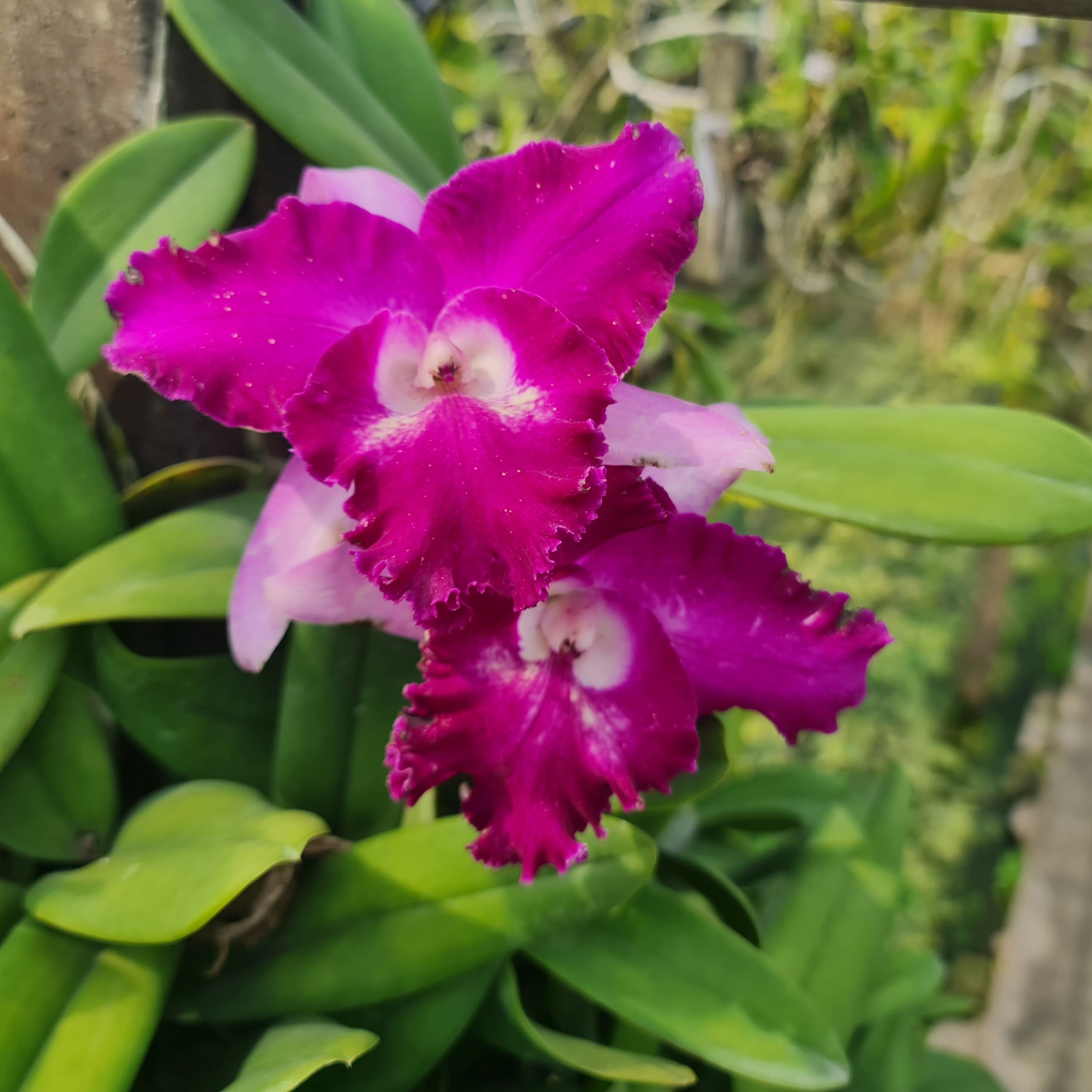 Rhyncholaeliocattleya Sa-Ngob Delight