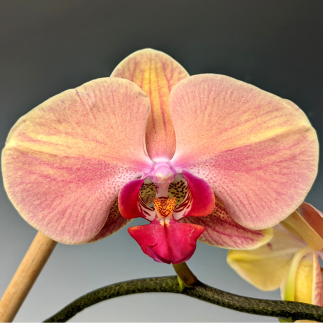 Phalaenopsis Younghome Yakurto