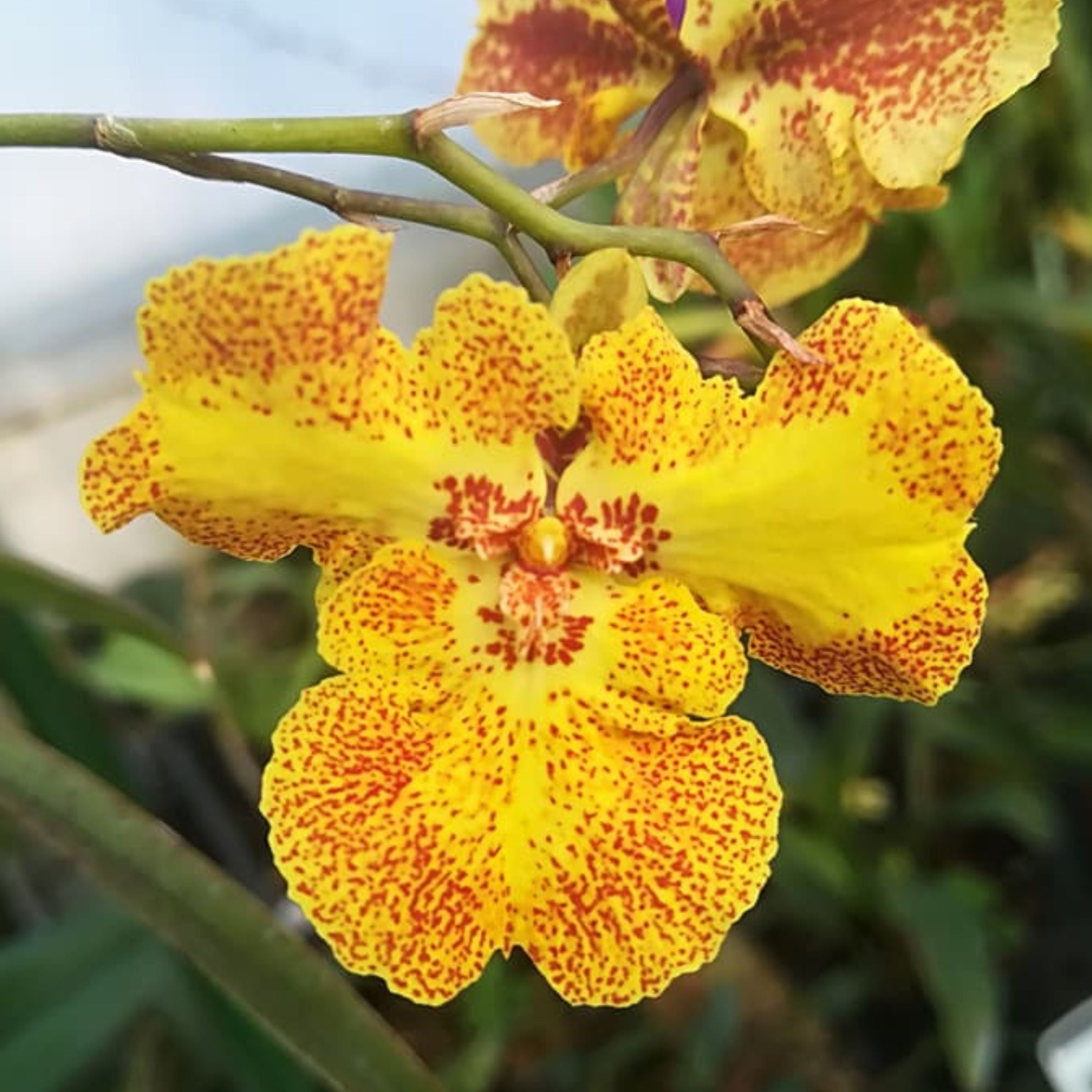 Zelemnia Midas orchid flower with bright golden yellow blooms, dramatic red spotted patterns, textured wavy petals, and exotic tropical orchid beauty ideal for Orchid Plants Online India, rare orchid collections, and premium flowering orchid displays across India.