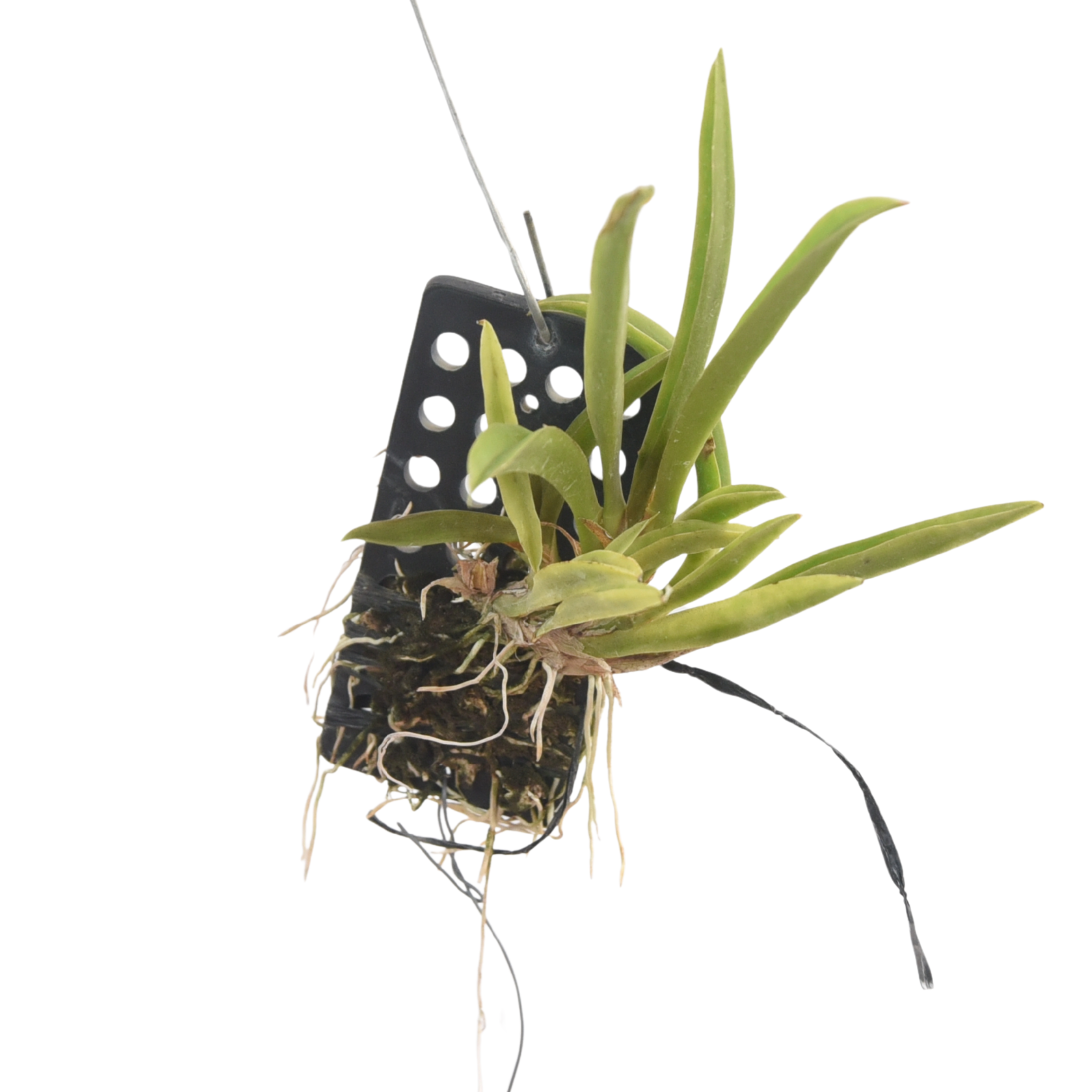 Zelemnia Midas orchid plant with mature growth and healthy foliage, exotic orchid variety suitable for orchid enthusiasts and collectors in India.