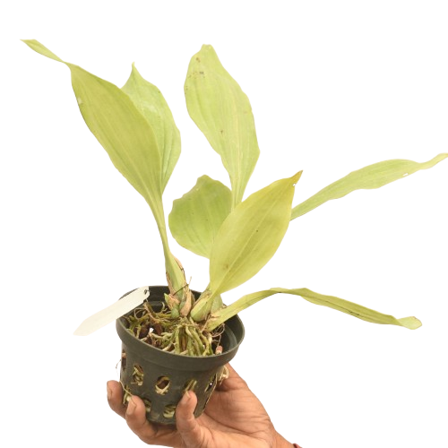 Zygonisia Murasaki Komachi orchid plant with healthy green foliage, compact hybrid orchid growth, and elegant exotic orchid appearance ideal for indoor orchid growing, balcony orchid displays, orchid houses, and premium collector orchid collections in India, admired for its vigorous tropical growth habit and rare flowering orchid beauty among exotic orchid enthusiasts and hybrid orchid collectors.