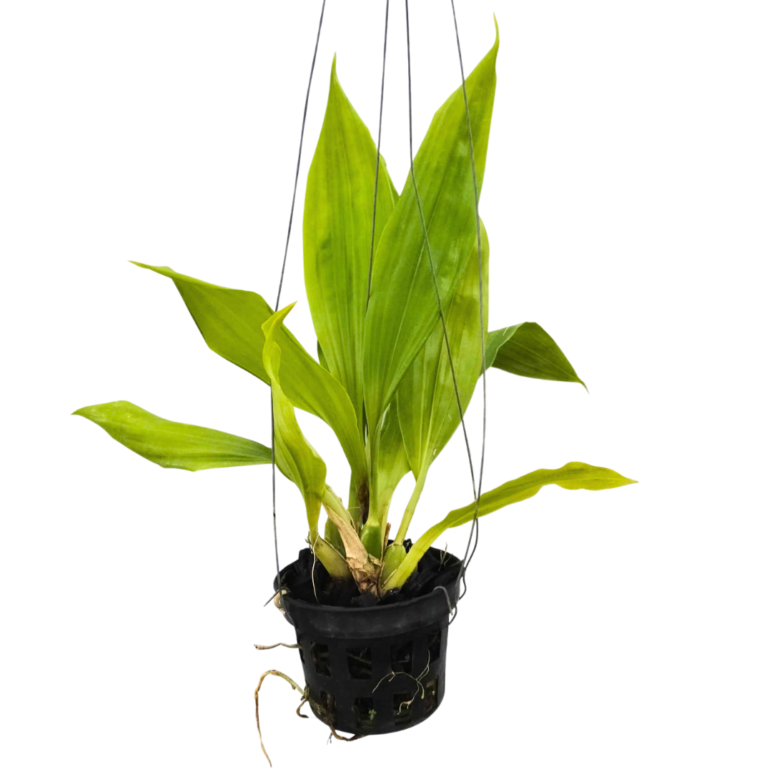Zygonisia Murasaki Komachi orchid plant with healthy green foliage, compact hybrid orchid growth, and elegant exotic orchid appearance ideal for indoor orchid growing, balcony orchid displays, orchid houses, and premium collector orchid collections in India, admired for its vigorous tropical growth habit and rare flowering orchid beauty among exotic orchid enthusiasts and hybrid orchid collectors.