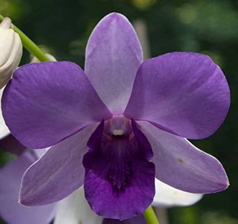 Dendrobium Airway Blue