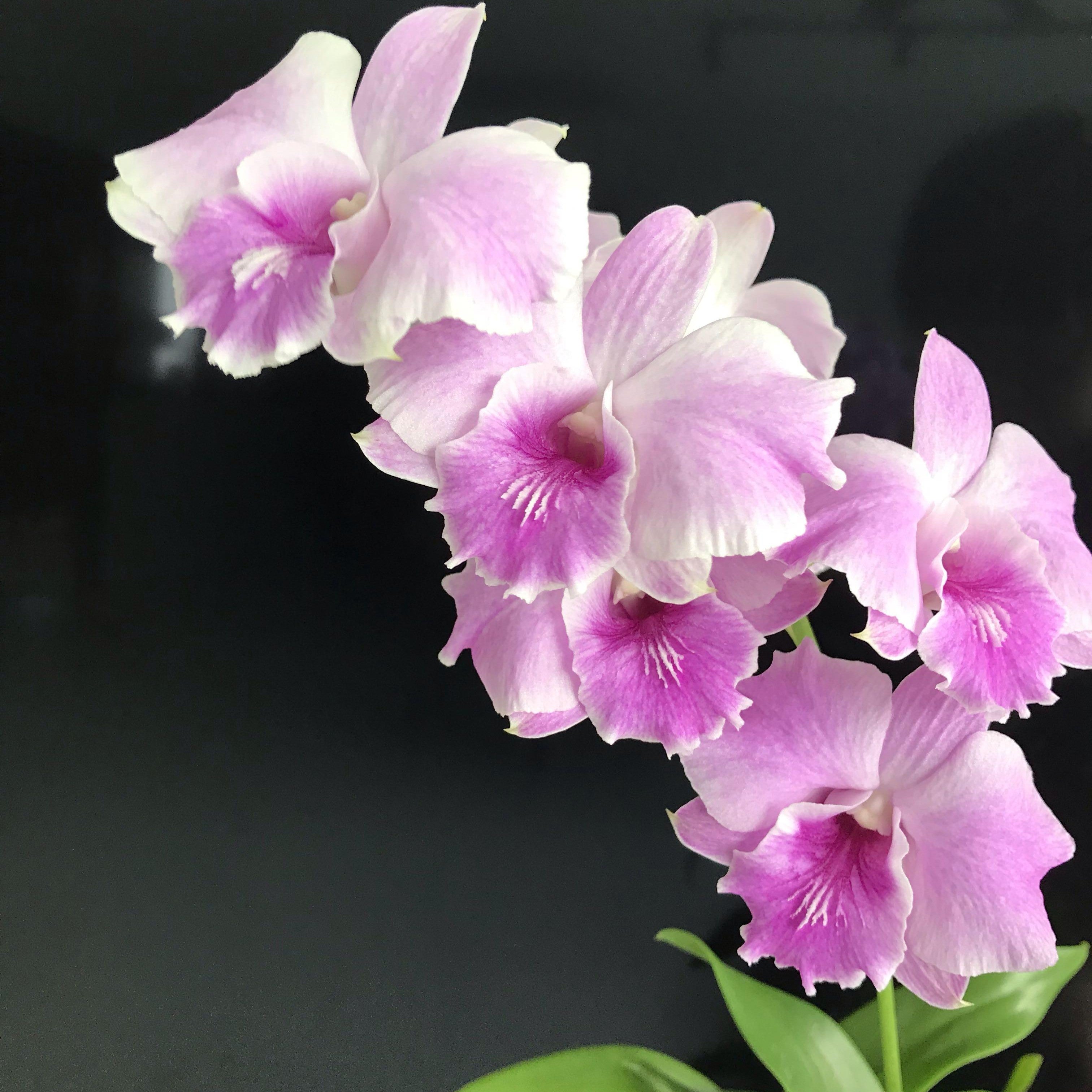 Dendrobium Alien Pink