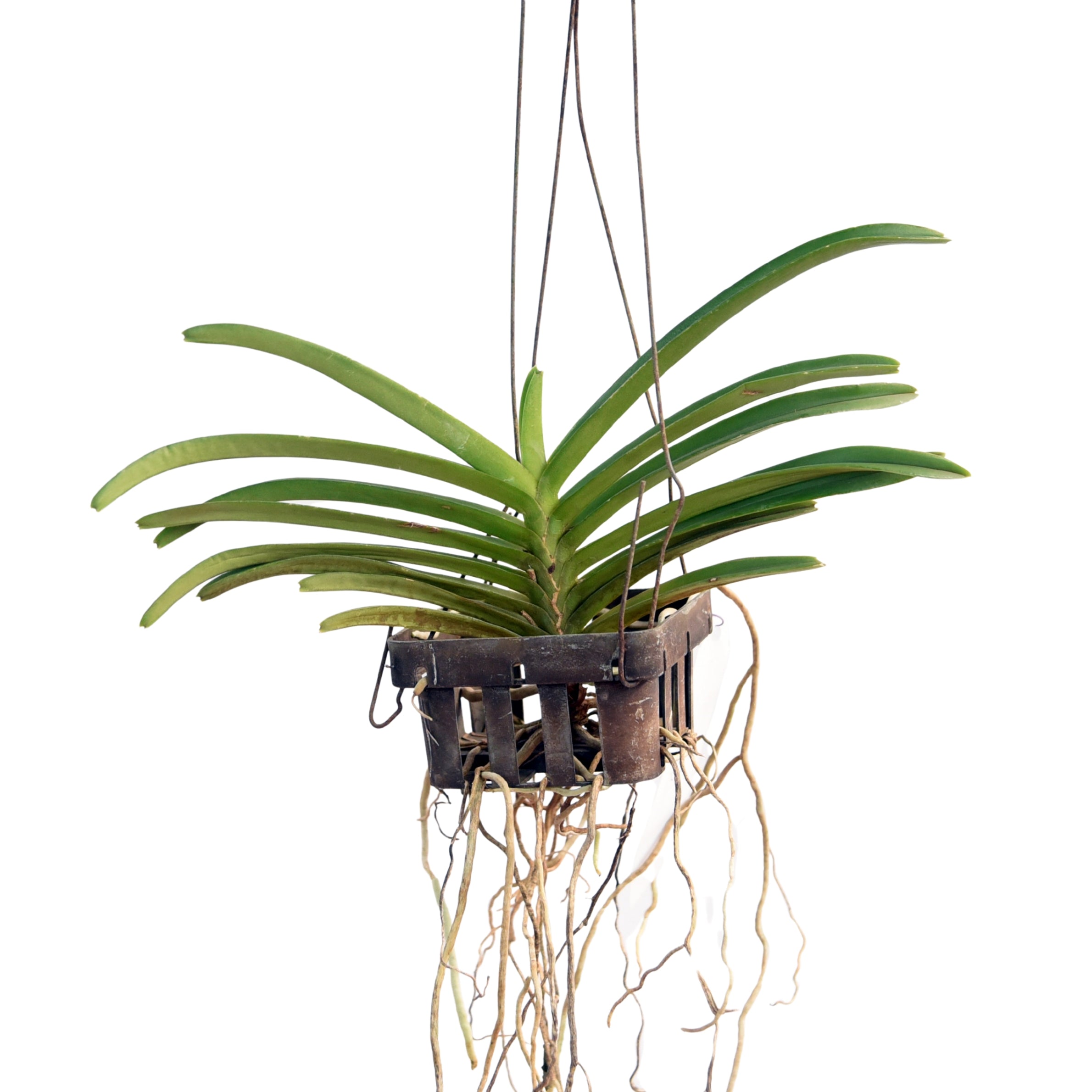 Ascocentrum miniatum orchid plant with compact fan shaped foliage, healthy roots, and vigorous tropical growth suitable for mounted orchid growing, hanging baskets, indoor tropical plant displays, Orchid Plants Online India, rare exotic orchid collections, and customers looking to buy live orchid plants online in India.