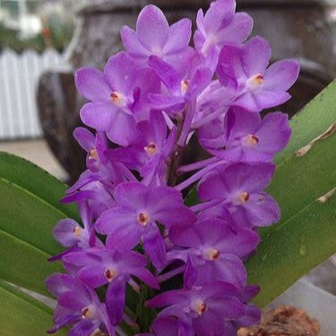 Ascocentrum Miniatum x Ascda.Princess Mikasa Blue