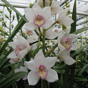 Introduce the captivating Cymbidium Beauty Fred Orchid, a botanical treasure that will add a touch of elegance and allure to your collection. 