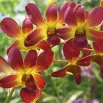 Dendrobium Bom x Thongchai Gold