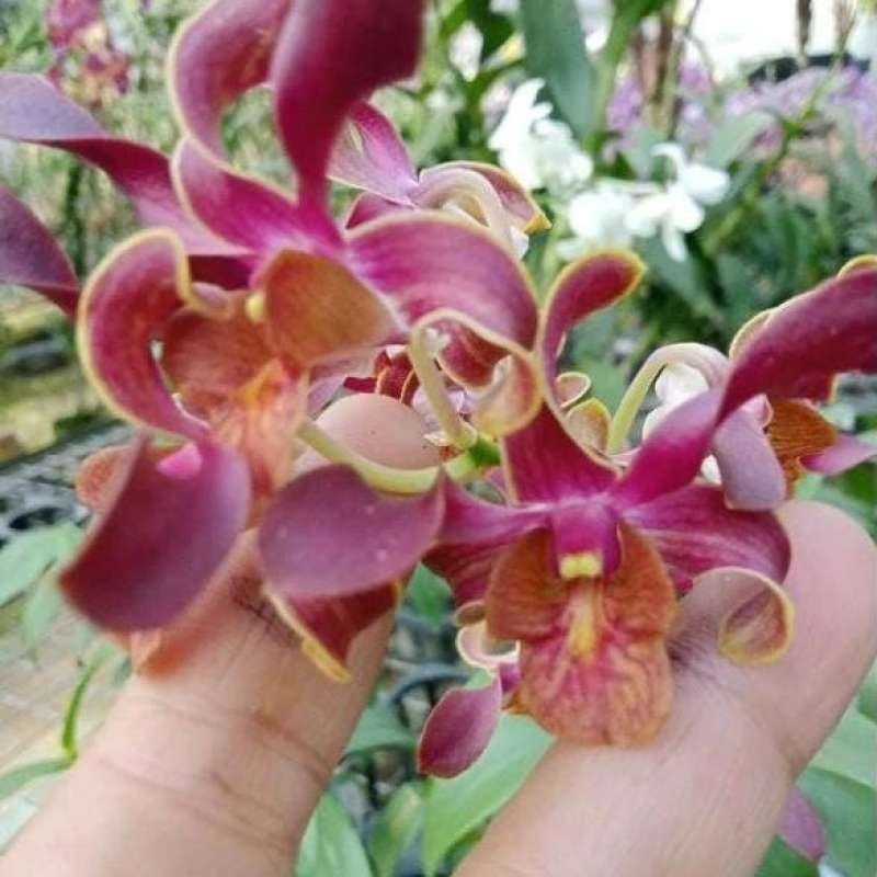 Dendrobium Goddess of Fire