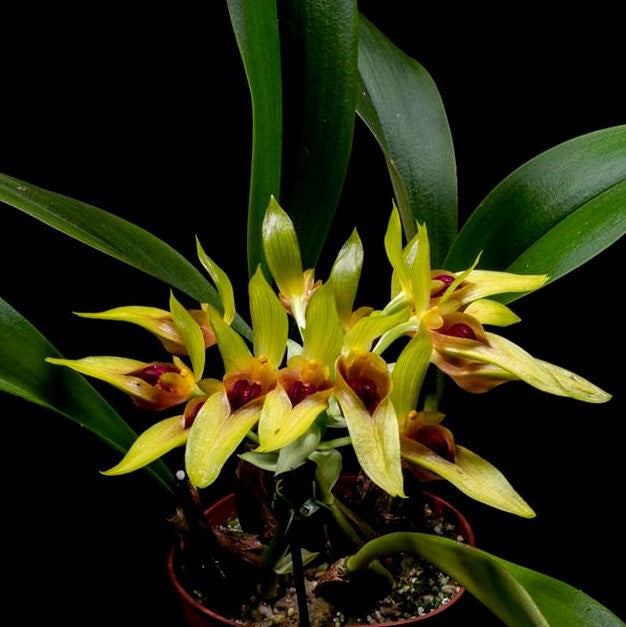 Bulbophyllum Graveolens Orchid: Enchanting Orchid Variety with Rich Fragrance for Your Home