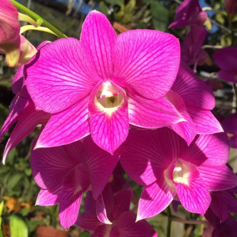 Dendrobium Burana Beauty Stripe