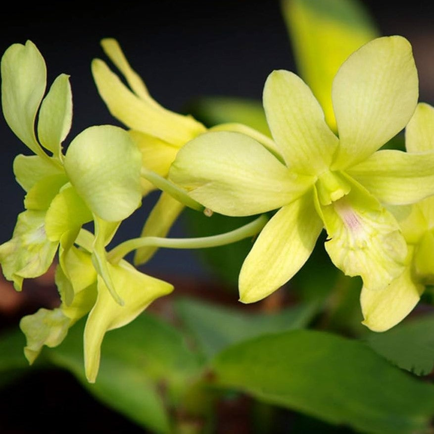 Dendrobium Burana Green x Cruentum