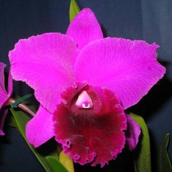 Brassolaeliocattleya Joao Antonio Nicole "velvet"