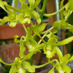 Dendrobium Ceasar Green (Twisted)