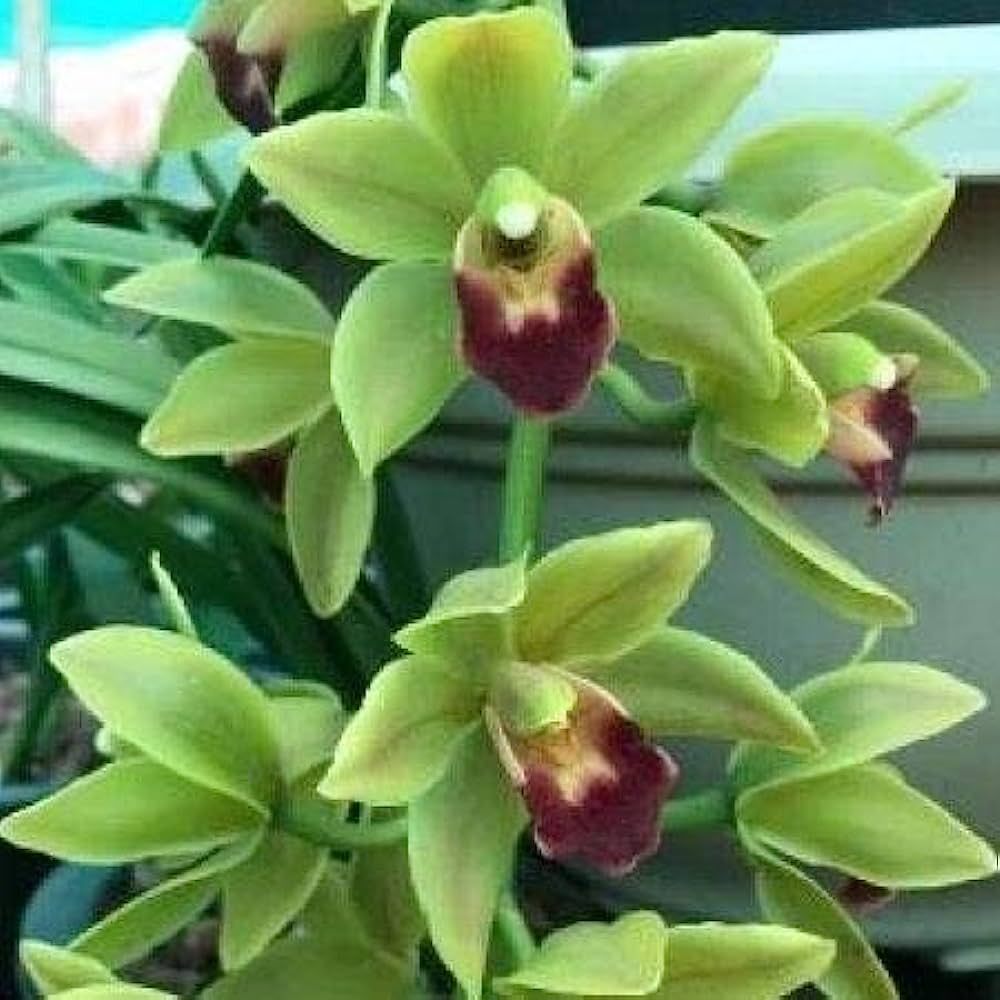 Cymbidium Cascading Green Orchid - Graceful Elegance and Lush Green Beauty for Your Home