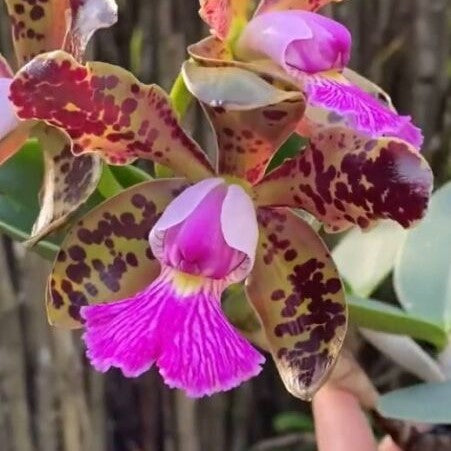 Cattleya aclandiae x schomburgkia