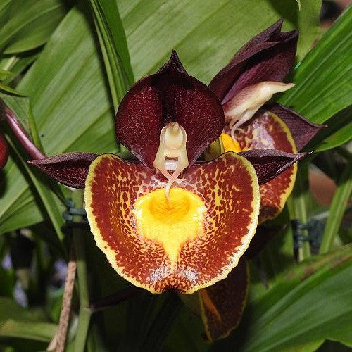 Catasetum Brown Red