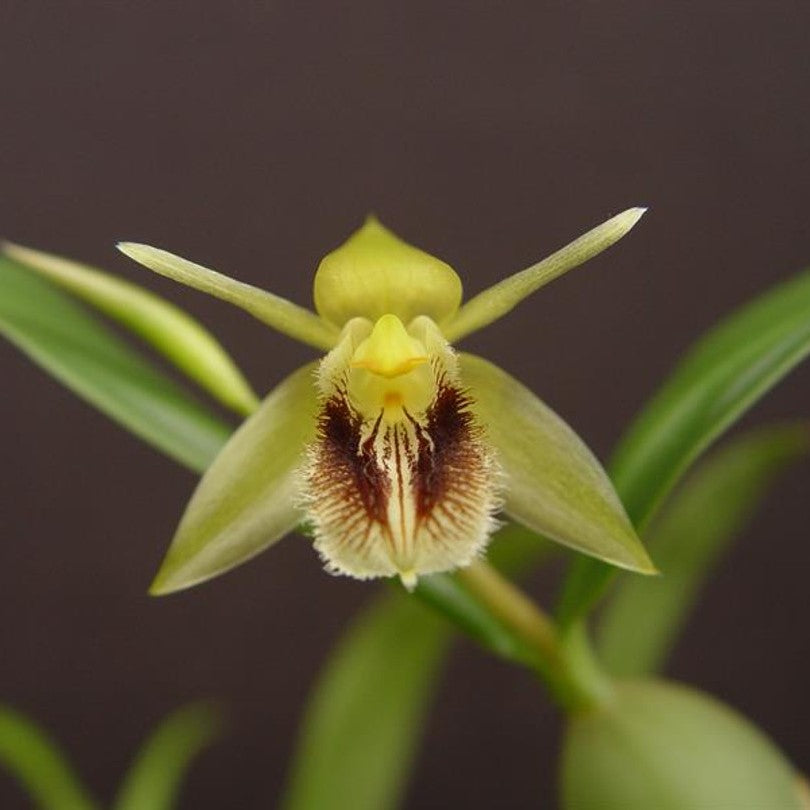 Coelogyne fimbriata