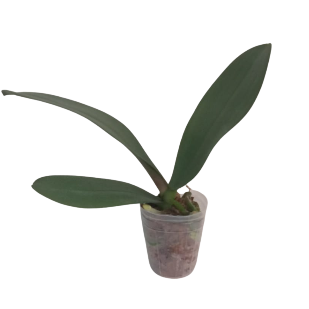 Phalaenopsis Green Butterfly Orchid with pale lime-green blooms, a healthy colourful orchid plant for gifting in India