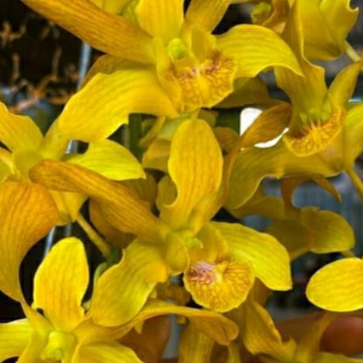 Dendrobium Children Aungchang