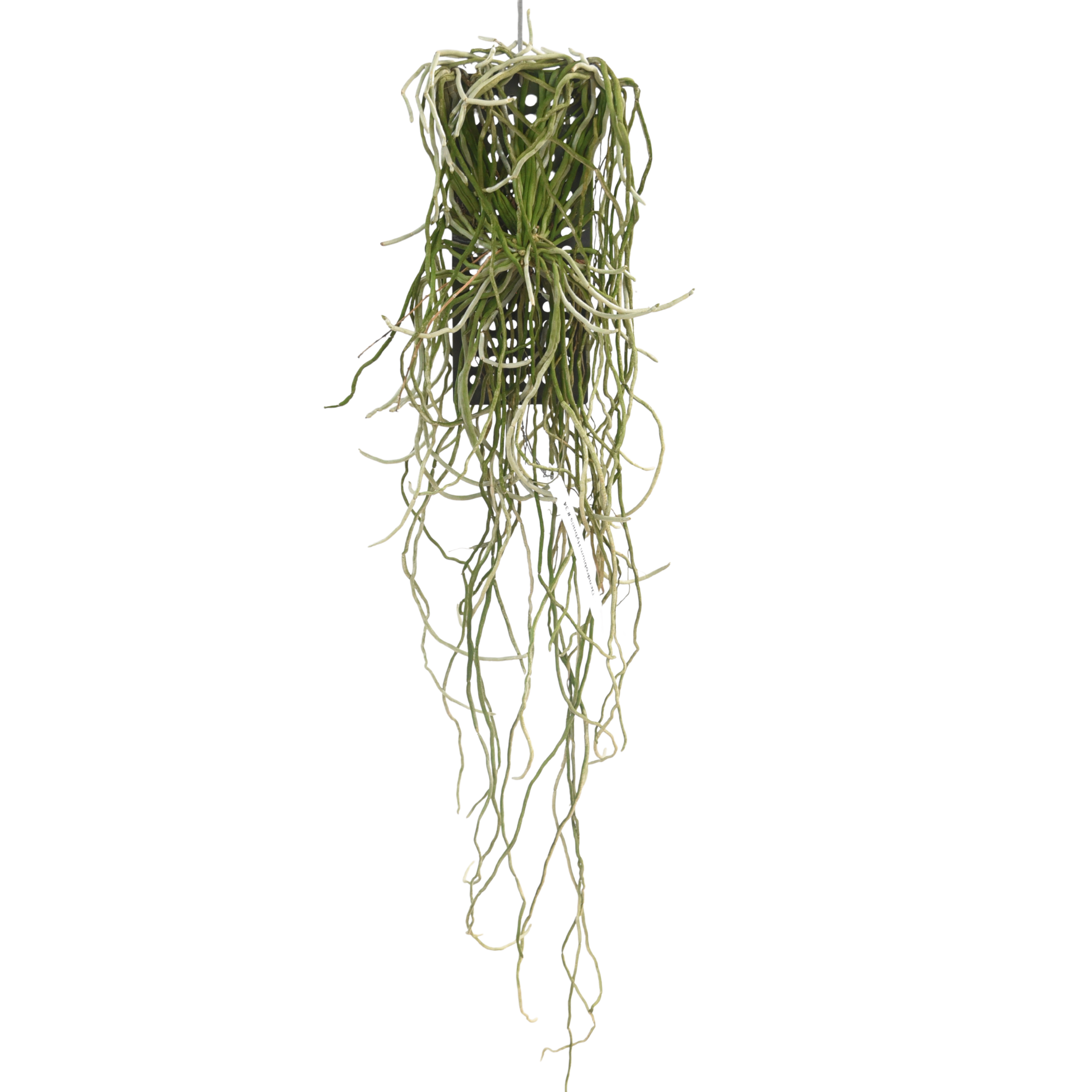 Chiloschista viridiflava orchid plant with healthy roots and vigorous growth, rare leafless orchid species, exotic tropical orchid plant, premium orchid collection, live orchid plant in India, orchid plants online India.