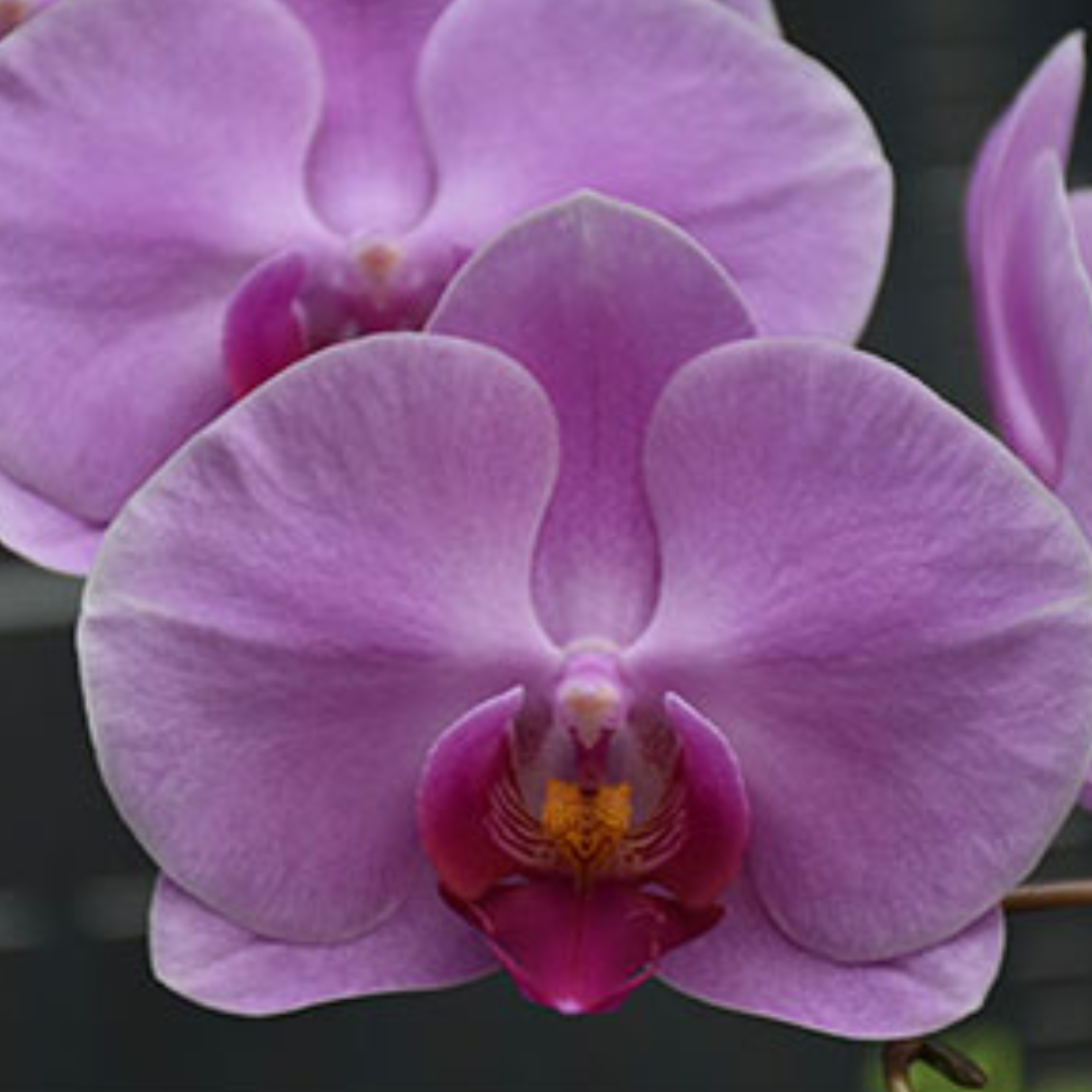 Phalaenopsis Romantic Pink Orchid with lovely pink blooms on an arching spike, a healthy colourful orchid plant for gifting in India