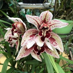 Introducing the captivating Cymbidium Dr Pepper 'Steve' Orchid, a botanical gem that will add a unique touch to your collection. 